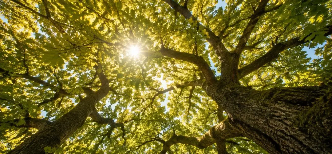 Sunlight streaming through an oak canopy