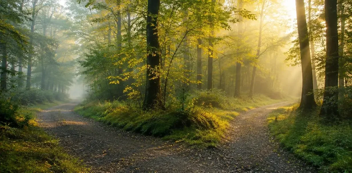 A forest path forking in morning light