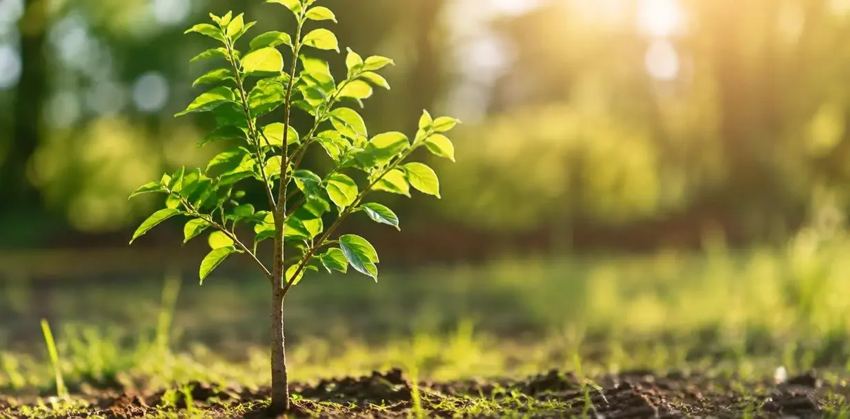 A young tree with fresh growth in sunlight